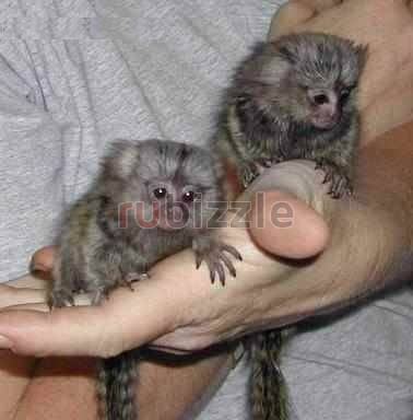Adorable Monkeys.